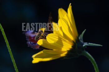 EA343598, Eastpress , Porvoo, Finland